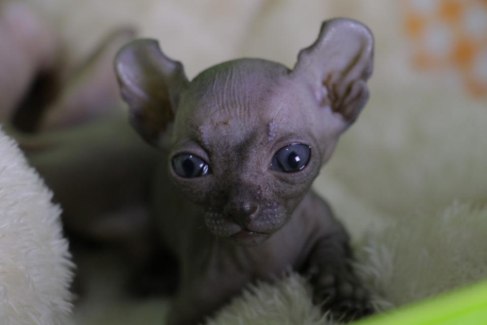 🔥เปิดจองลูกแมวดเวลฟ์ เพศเมีย หูพลิก ขาสั้น(ย้าย มิ.ย)