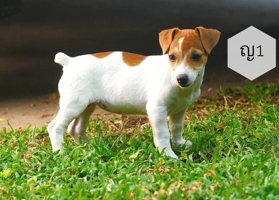 mini product image 4