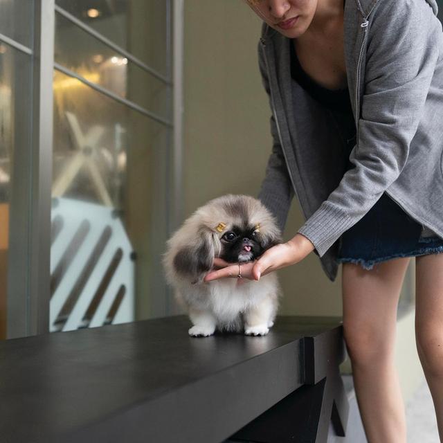 Pekingese Puppies Available  WhatsApp me : +66 63 826 3042