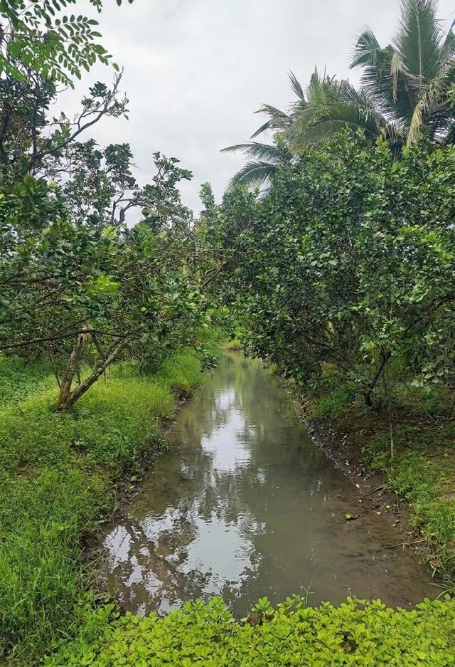 ขายที่ดินสวนส้มโอ 3ไร่ 1งาน อำเภอบางคนที จังหวัดสมุทรสงคราม ที่สวย หน้ากว้างติดถนน 4