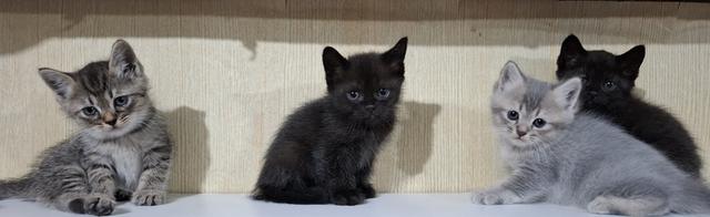 ลูกแมวเปอร์เซีย+ลูกครึ่งเปอร์เซีย รูปที่ 11