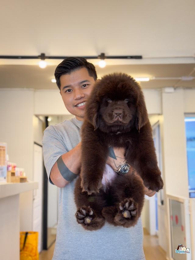 น้องนิวฟาวแลนด์ นำเข้าจากต่างประเทศ 7