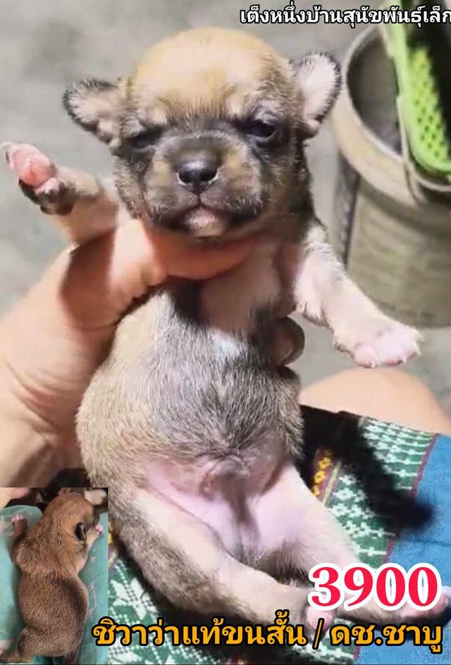 เปิดจอง ชิวาว่าเเท้ขนสั้น 