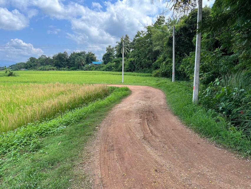 ขายที่นา ด่วนมาก!! ที่อยู่บ้านคือเวียง อำเภอเวียงสา จังหวัดน่าน เนื้อที่ 2.15 ไร่  3