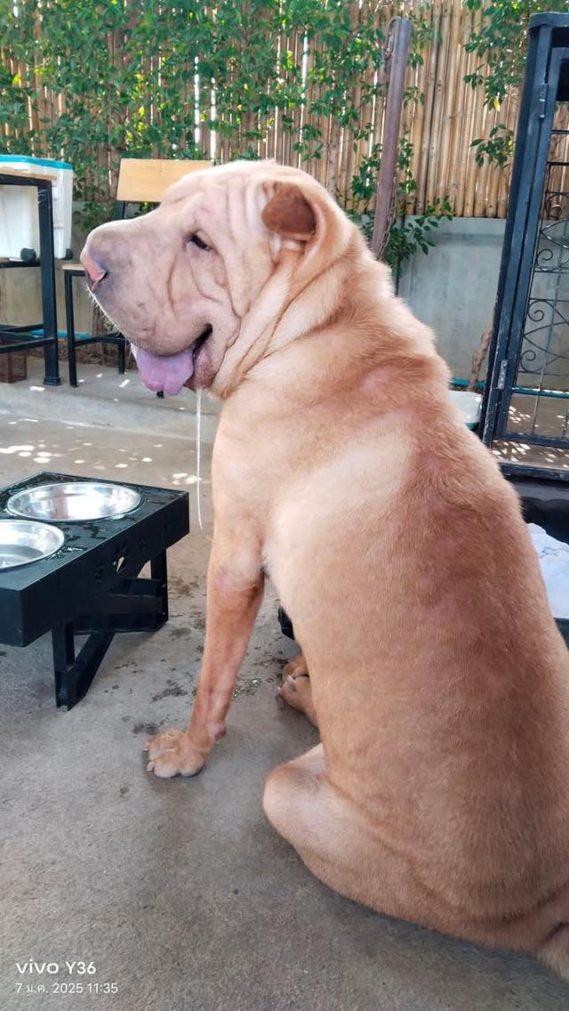 ขาย Shar Pei แท้ 2