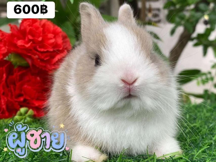 กระต่ายพันธุ์ holland lop และ Netherland dwarf รูปย่อยที่ 3