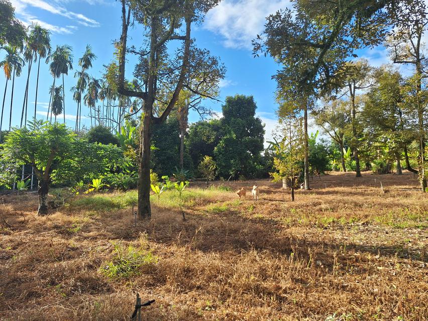 สวนทุเรียนแปลงเล็กระยอง 6