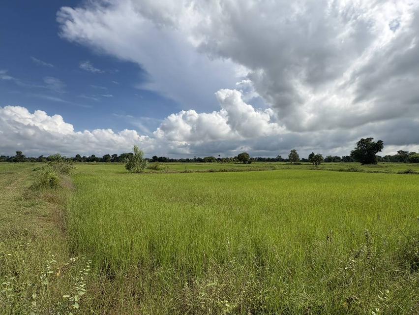 ขายที่นาตำบลหนองมะนาวอำเภอคงจังหวัดนครราชสีมา ขนาดที่ดิน 28 -1 -19 ไร่โฉนด รูปที่ 4