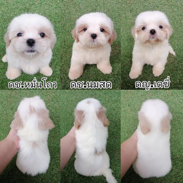 ด่วน!! ชิสุห์เเท้ 6900 ลดเหลือ เริ่มต้น 4000 สีขาวครีม สีหายาก ช.3 ญ 1  วัคซีน ถ่ายพยาธิเทสลำไส้ พร้อมย้าย รูปที่ 1