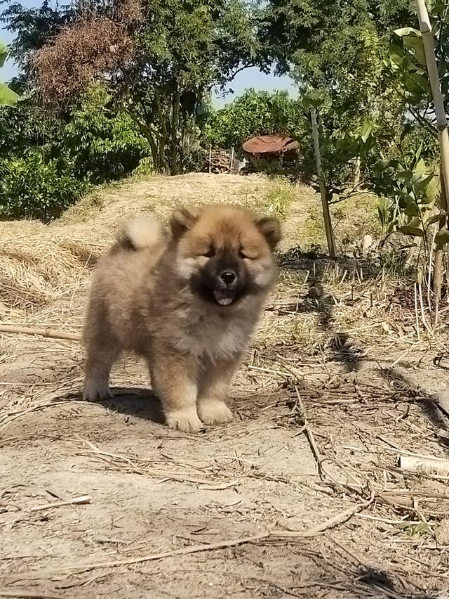 ลูกผสม เชาๆ-ไซบีเรียน