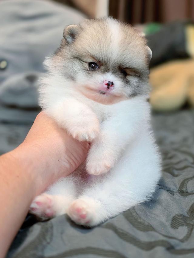 ปอมเมอเรเนียนแท้ พิกัดรามอินทรา 11