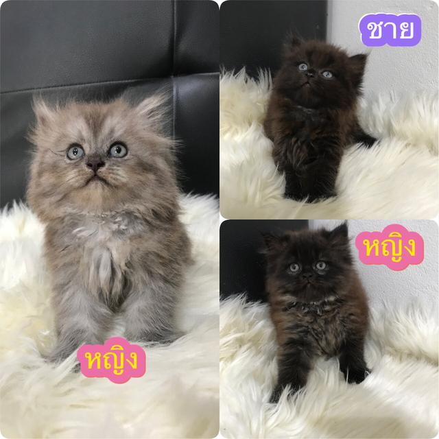 แมวเปอร์เซีย