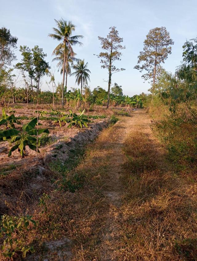 ที่ดิน11ไร่เพชรบุรี