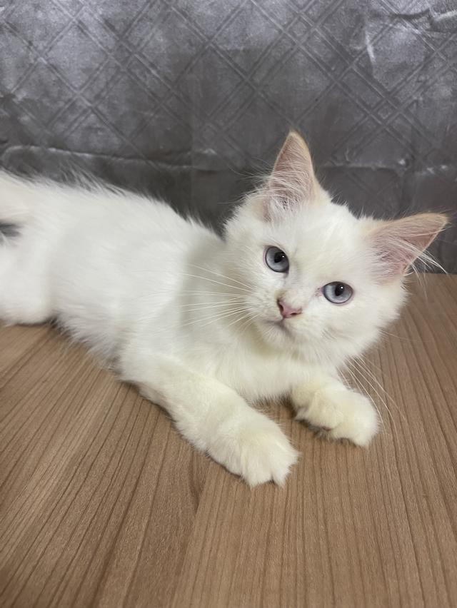 คนขายเลี้ยงเองครับ น้องแมวพันธุ์ อเมริกันเคิร์ลผสมหิมาลายัน เพศชาย ตาสีฟ้า พร้อมฉีดยา รูปย่อยที่ 2