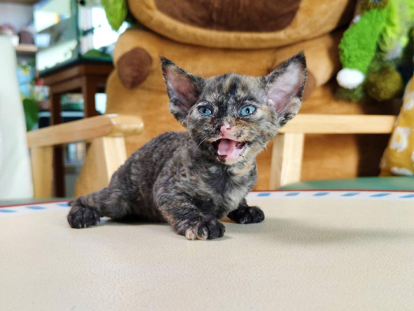 เดวอนเร็กซ์ Devon rex Oscat cattery chiangmai รูปที่ 6