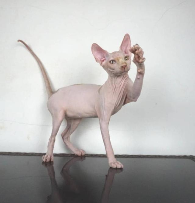 5.แมวสฟิงซ์/เพศผู้ หาบ้าน Sphynx Cat/Male looking for a new home 2