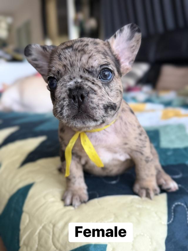 ลูกสุนัขเฟร้นบลูด็อก รูปที่ 7