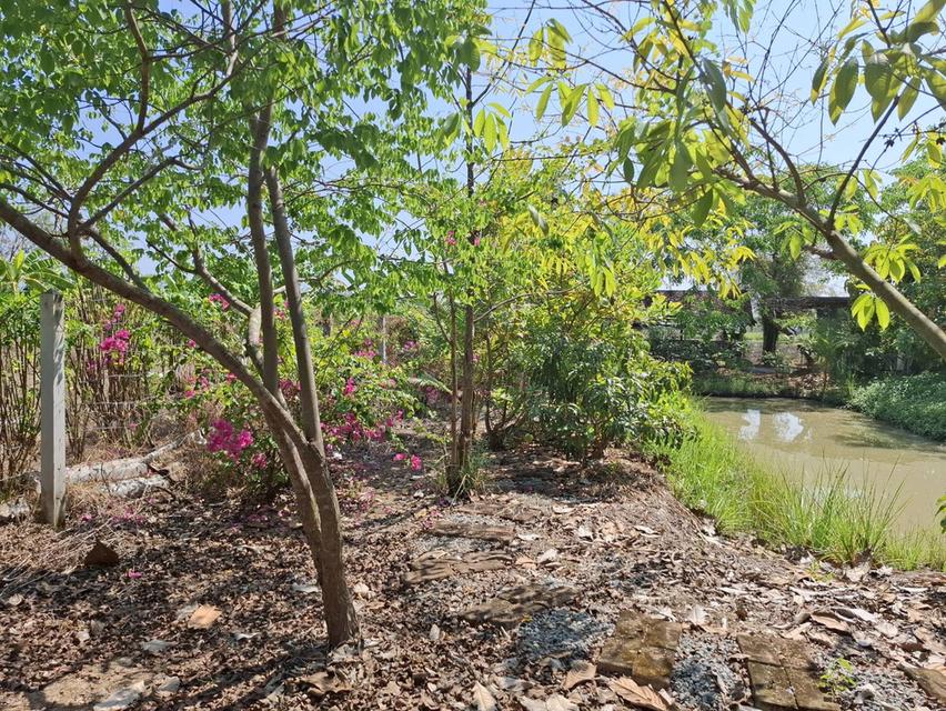 ขายที่ดิน 1 ไร่ จ.สุพรรณบุรี อ. เดิมบางนางบวช ที่ถมแล้วพร้อมเข้าอยู่ได้เลย 10