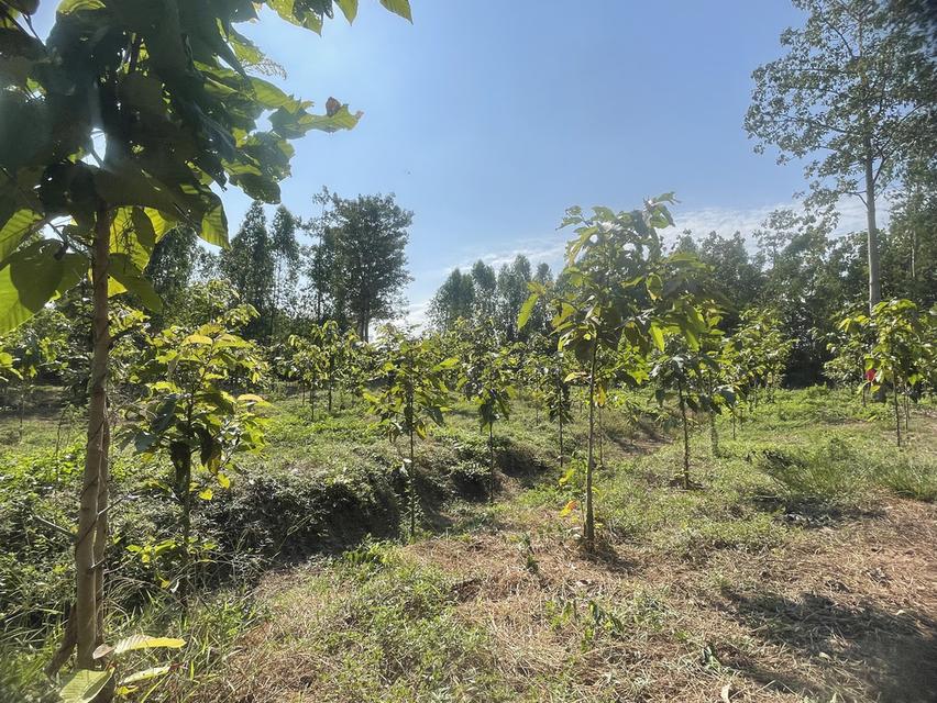 ขายที่ดินติดริมแม่น้ำน่าน อำเภอชุมแสง จังหวัดนครสวรรค์ 12