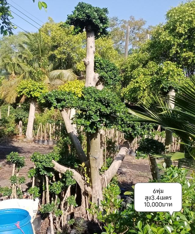 ไทรต่อยอดช้อนเงินช้อนทอง