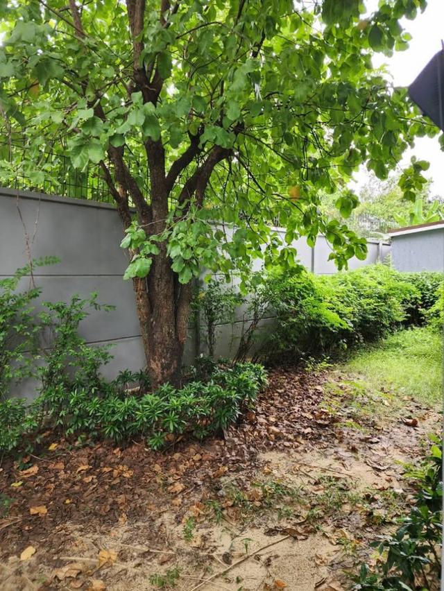 ให้เช่าบ้านเดี่ยว เศรษฐสิริ จรัญ–ปิ่นเกล้า เฟส 1 ไลน์ไอดี ✅ @ibx7531n 6