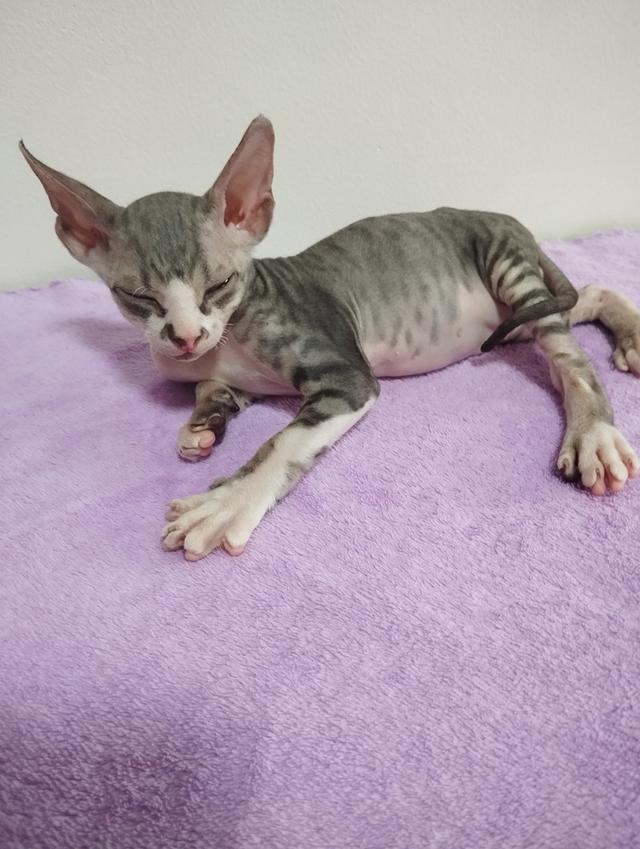 แมวสฟิงซ์ เพศชาย เกิด18/1/2569 รูปที่ 6