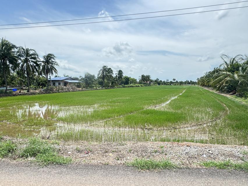 ขายที่นาสวยติดถนนสาธารณะ ติดลำน้ำ ต.ก้อนแก้ว อ.คลองเขื่อน จ.ฉะเชิงเทรา 3