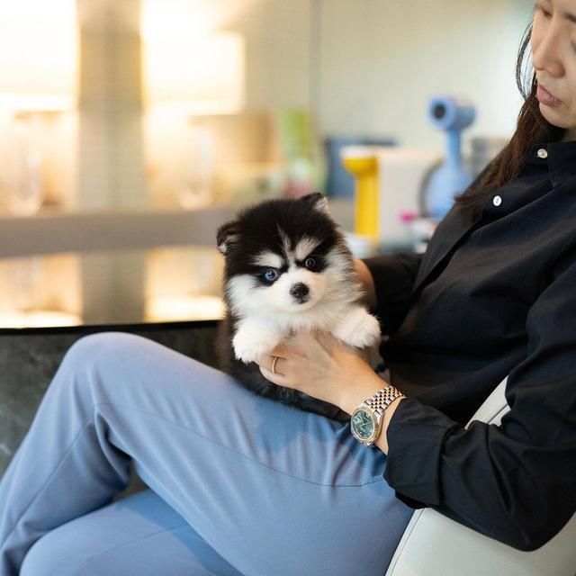 Pomsky Puppies | WhatsApp me : +66 63 826 3042 รูปที่ 4