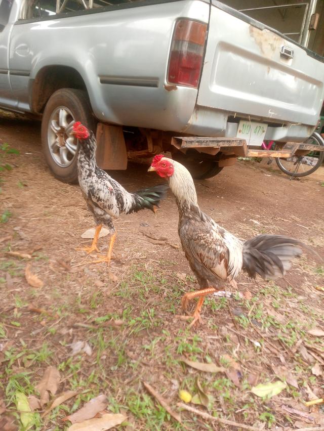 ไก่ชนไก่ตีไก่ชนไก่ตีไก่ชนไก่ตีไกชน รูปที่ 2