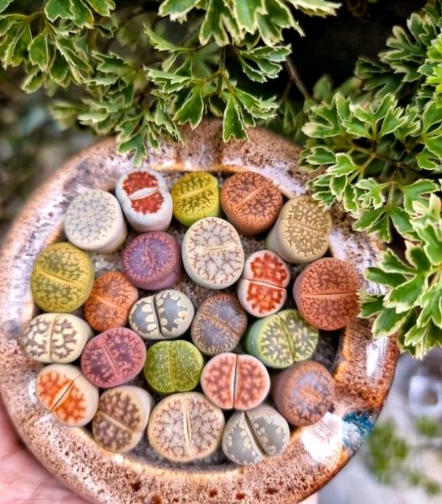 Lithops แบบสุ่ม 3