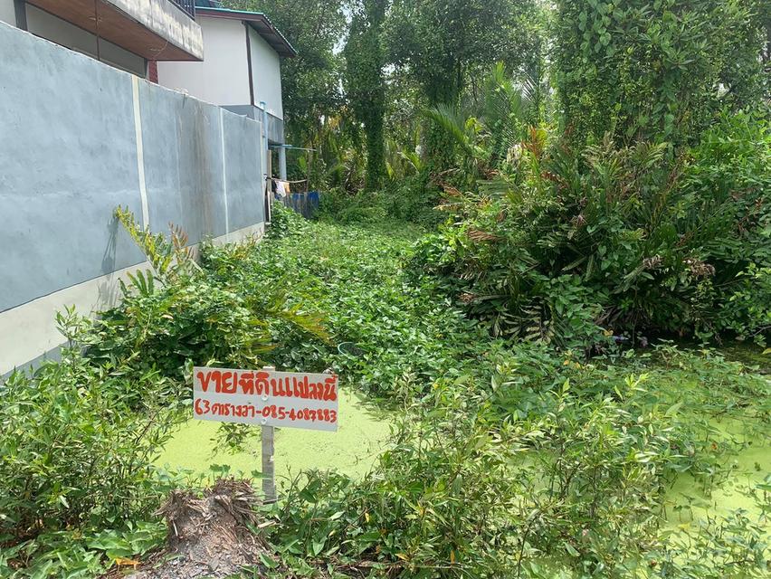 ที่ดิน พื้นที่ว่างปล่าว บ้าน 1