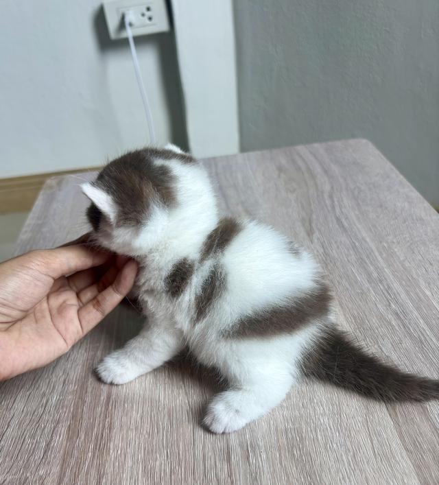 แมว มัชกิ้น munchkin ขาสั้น รูปที่ 4