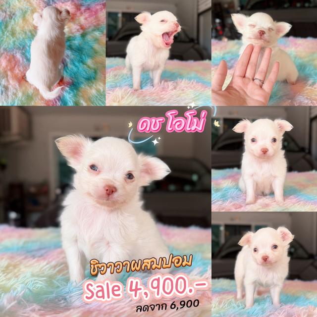 ปอมผสมชิวาวา เพศผู้ พิกัดรามอินทรา 2