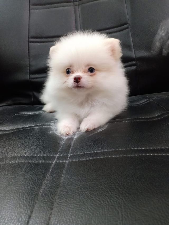 ลูก Pomeranian สีขาว 3