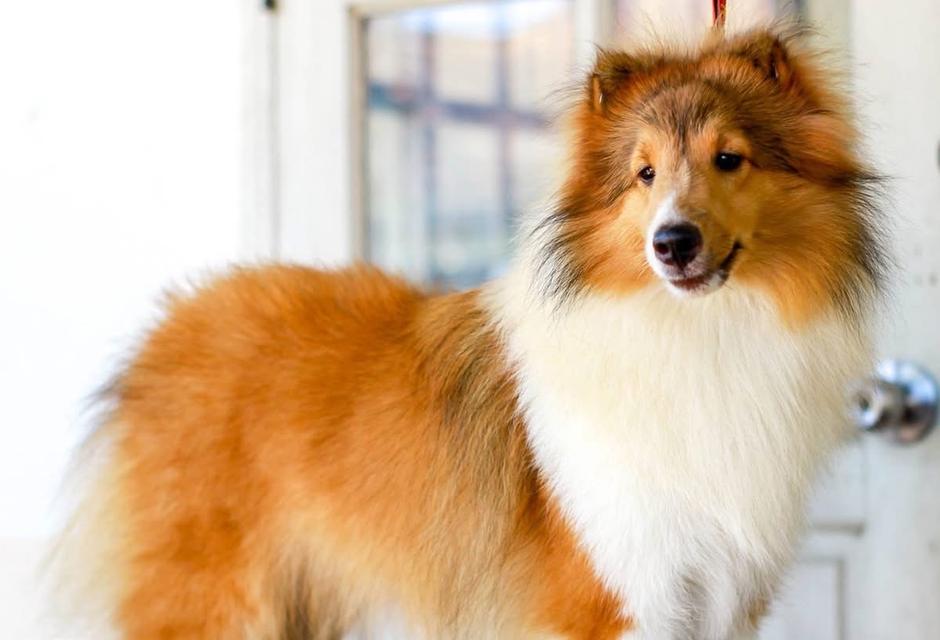 For Sale Shetland Sheepdog 3