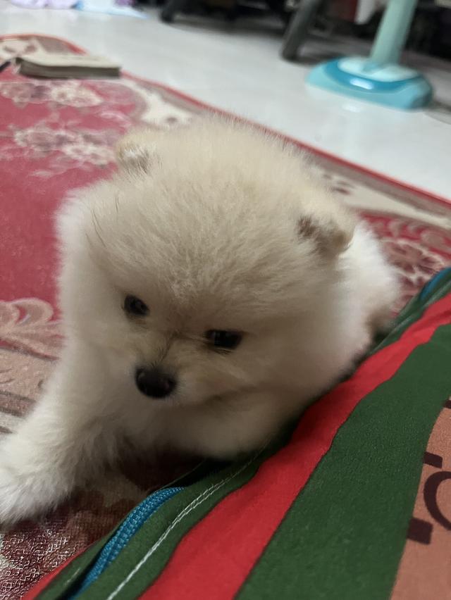 ปอมเมอร์เรเนียนหน้าหมีแถมกรงที่นอน