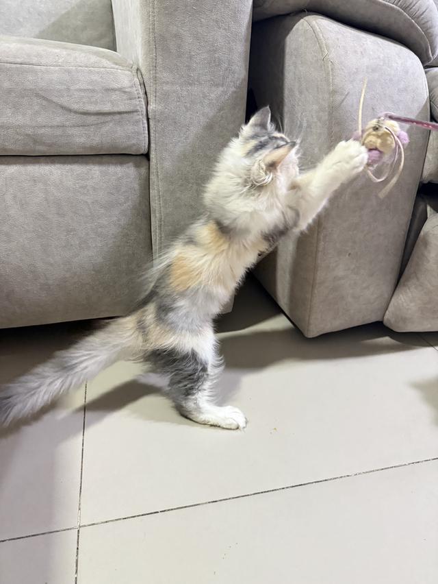 ลูกแมวเปอร์เซีย