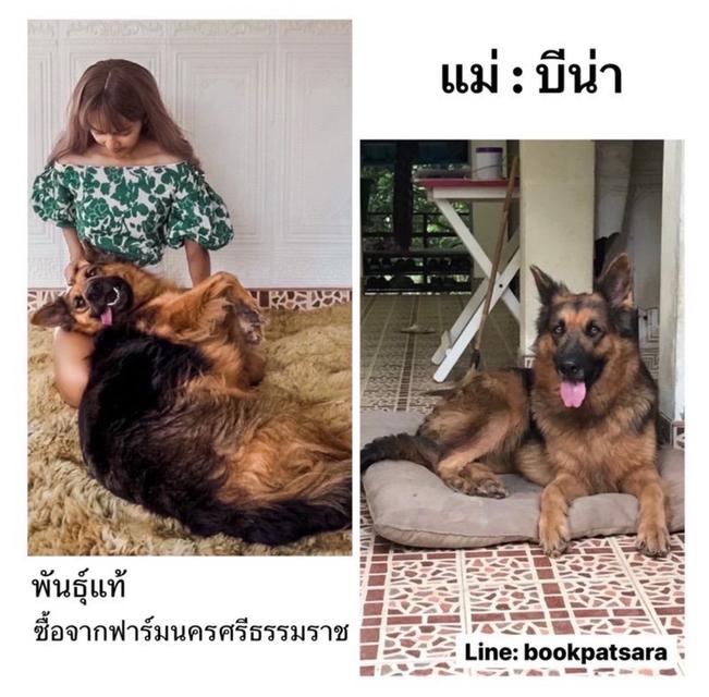 ลูกสุนัขเยอรมันเชพเพิร์ด (อัลเซเชี่ยน สุนัขตำรวจ) ว่างผู้4 เมีย4