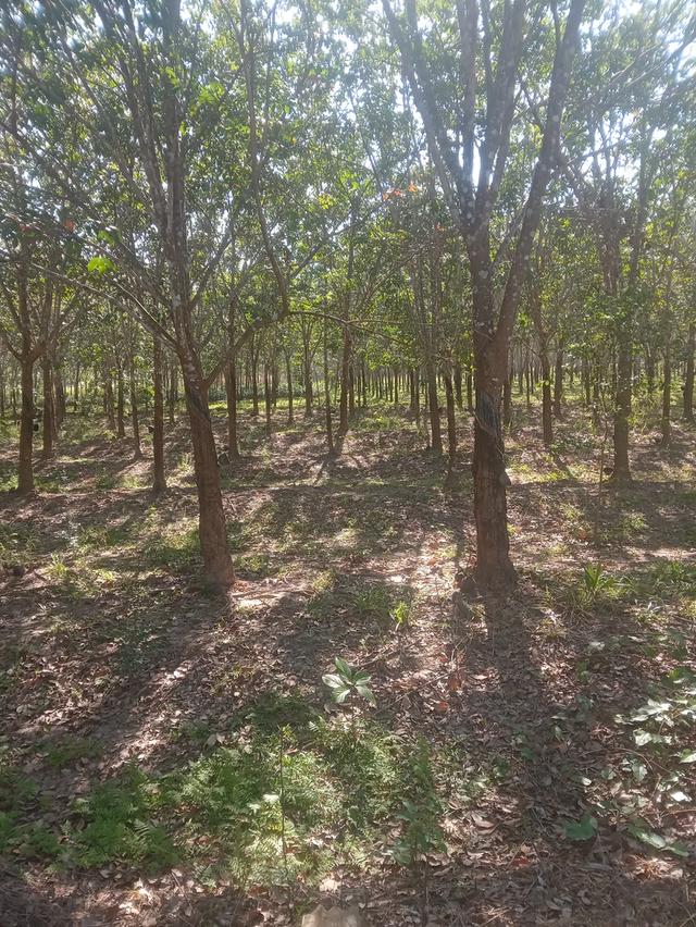 ที่นา+สวนยาง15ไร่3งาน 9