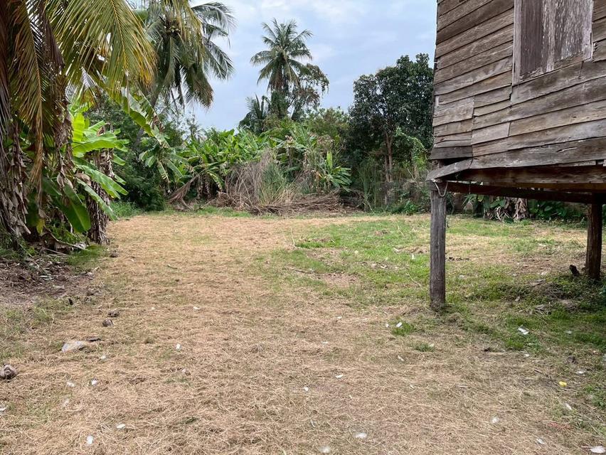 ขายที่ดินติดถนนเมืองสุโขทัยไม่มีน้ำท่วม 2