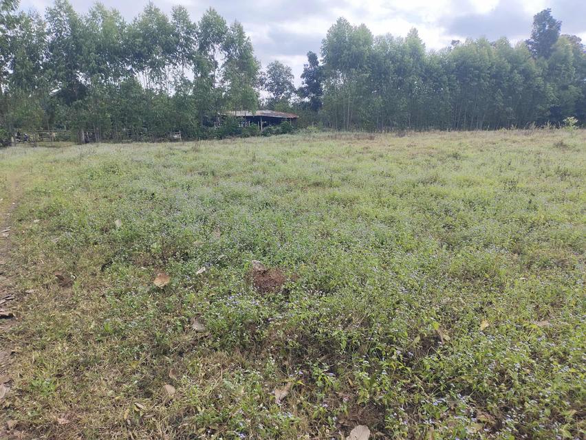 ที่ดินปักธงชัย นครราชสีมา 2