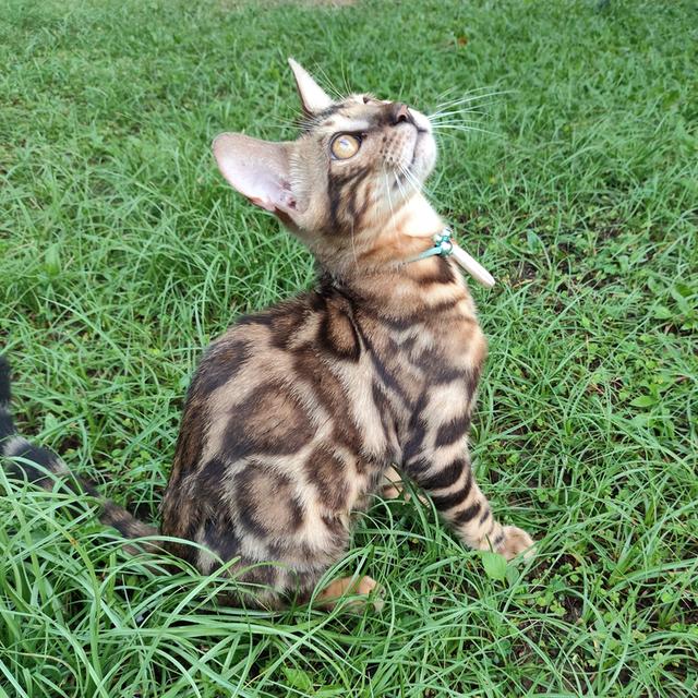 Bengal cat boy 4 months old รูปที่ 2