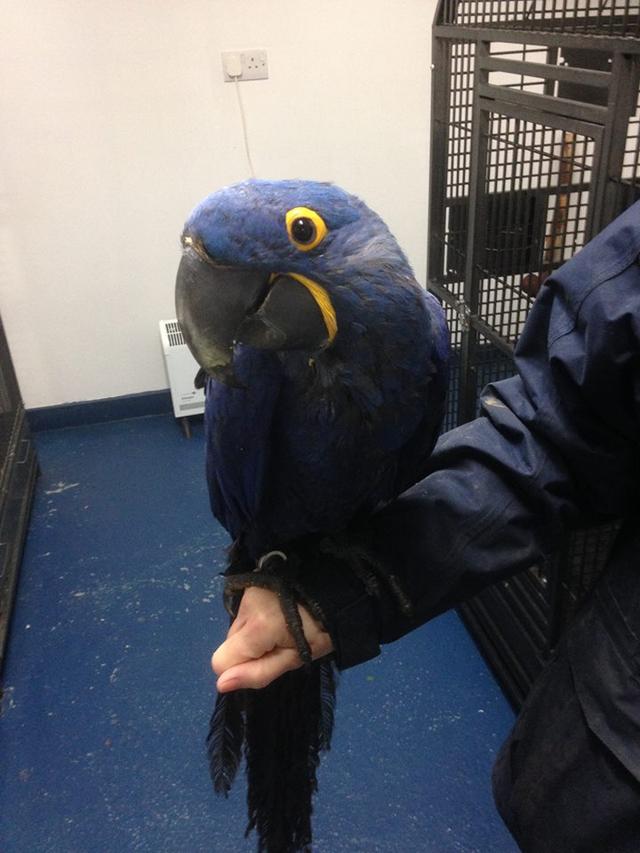 Hyacinth Parrots for sale รูปที่ 2