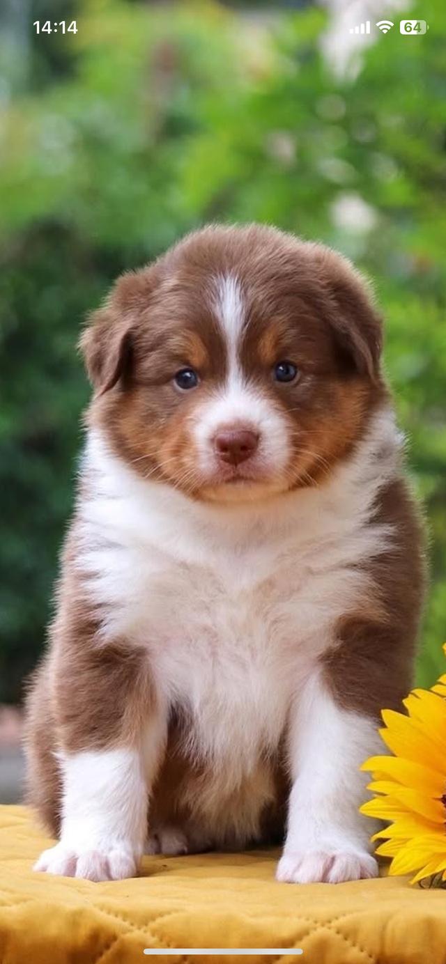 พร้อมปล่อยสุนัข Australian Shepherd