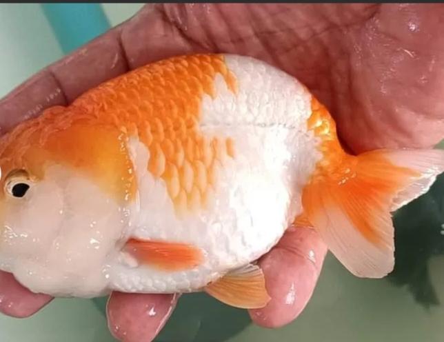ปลาทองสีขาวส้ม