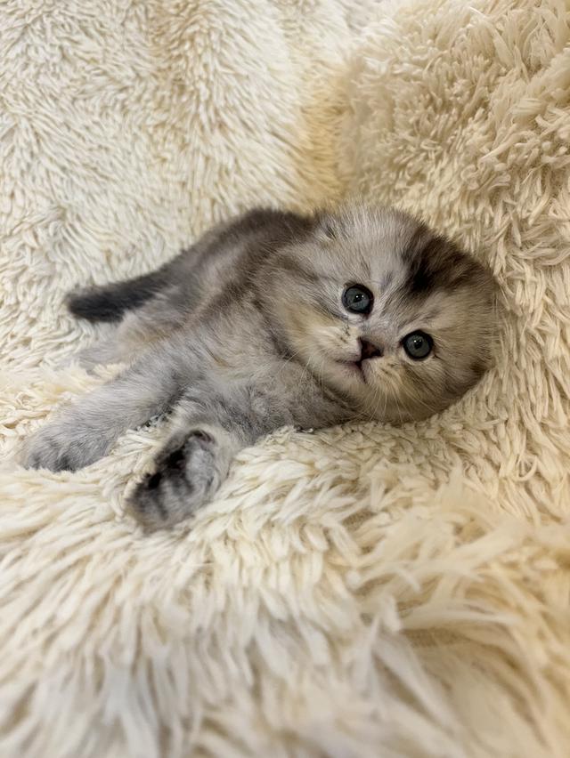 แมว สก๊อตติชขนยาว   🔥🔥🏠🔥 รูปที่ 2