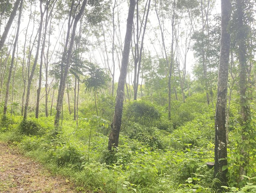 ขายที่ดินราคาถูกที่สุด 2