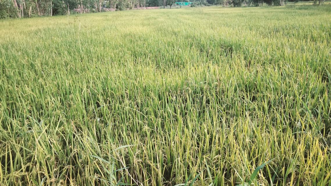 ขายแปลงนา และบ้าน เอกสารโฉนด ดอยสะเก็ด เชียงใหม่    2 ไร่ ถึง 5 ไร่ หลายแปลง แบ่งขายได้ 7