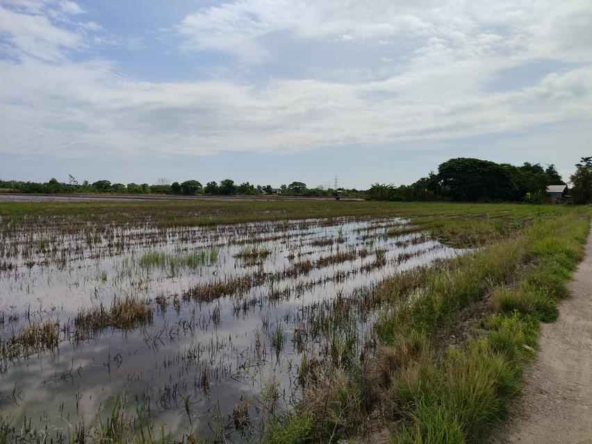 ขายที่ดิน ถนนคลองสิบ-สิบสี่ ซอย7 แขวงคลองสิบ เขตหนองจอก กรุงเทพฯ 7