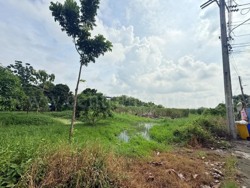 ที่ดินเปล่า 266 ตร.วา ท่าอิฐ 15 แยกตาลเดียว - วัดบางบัวทอง นนทบุรี 3